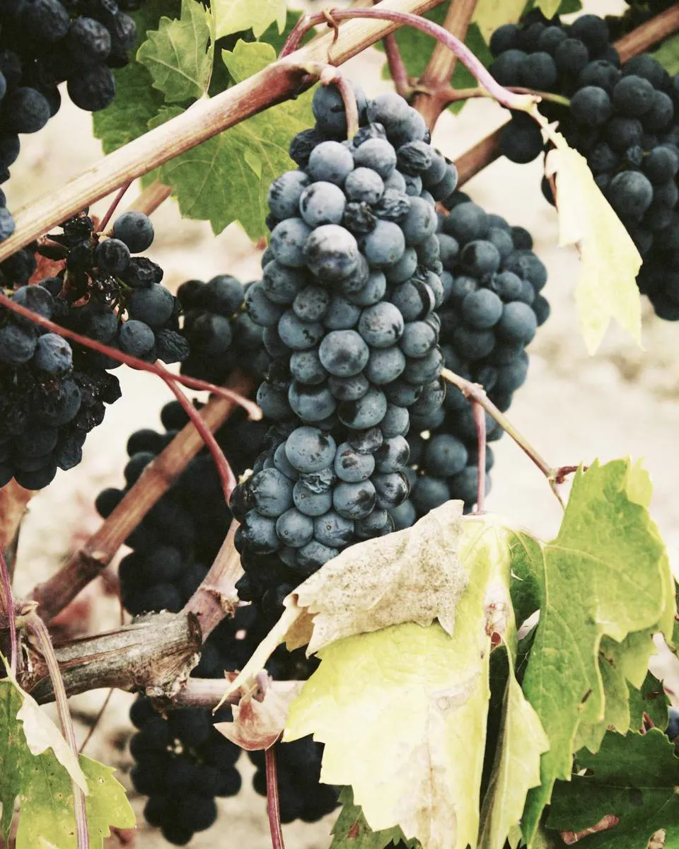 Cacho de uvas escuras pendurado na videira